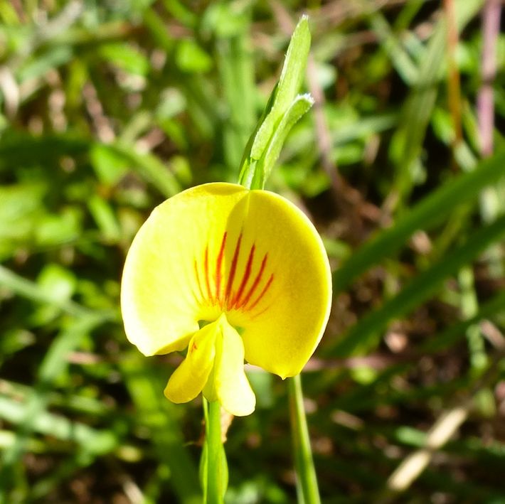 Zornia capensis